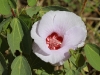 Sturt's Desert Rose