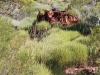 Lush green spinifex