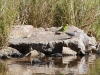 A Budgerigar, Dove and Zebra Finch at the far end of the waterhole