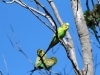 Budgerigars in tree above the waterhole