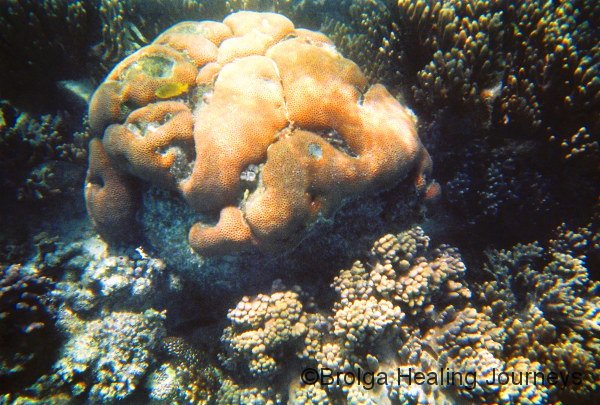 Large coral, Turquoise Bay, Cape Range Ntl Pk