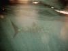 Whale Shark, off Exmouth, WA