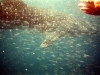 A Whale Shark tries to hide behind the fish, off Exmouth WA 