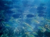 School of fish above coral, Turquoise Bay