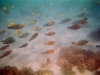 School of fish above coral, Turquoise Bay