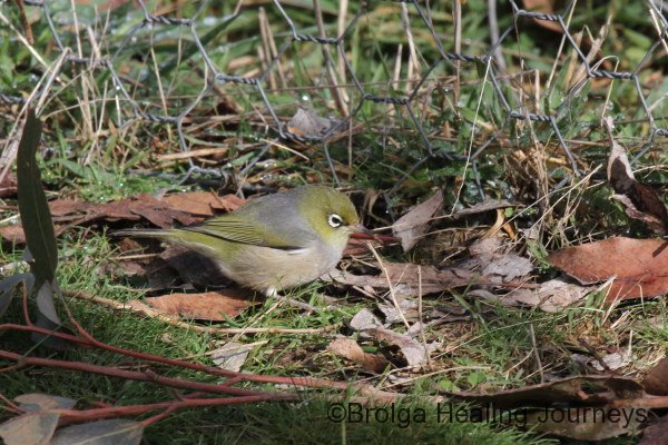A Silvereye searches for food.
