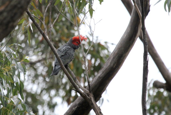 Male Gang Gang Cockatoo with his gorgeous red crown.  It is always a thrill to see one of these.