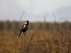 One of our local Australian Magpies.  Always on the lookout for interlopers.