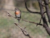 Female Scarlet Robin - affectionately known as Lady Robin