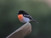 Our local male Scarlet Robin.  Sir Robin to you!