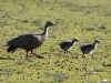 Adult Cape Barron Goose and two chicks - at Flinders Chase National Park.