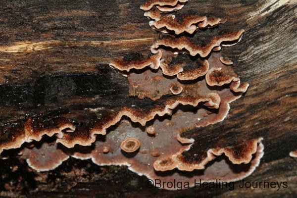 Possibly of the Stereum genus, a LeatheryShelf-Fungus.
