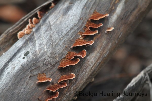 One of the many Woody Pore-fungi.  Species to be determined.