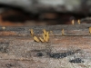 A tiny fungus, possibly a jelly fungus of the Calocera genus.