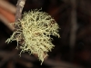 Just testing!! I think this is a Lichen, a member of the plant kingdom, not a fungus.