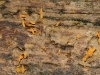 Tiny fungi on fallen log.