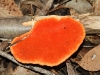Pycnoporus coccineus, another Woody Pore-fungus found on dead logs.