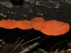 Pycnoporus coccineus, another Woody Pore-fungus found on dead logs.