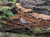 One of the many Woody Pore-fungi.  Species to be determined.
