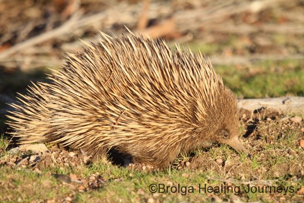 Close-up of Echidna, late afternoon.