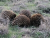What are they up to? Four Echidnas in our paddock on dusk.  We had six wandering around together that evening.