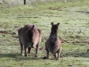 A female Kangaroo and her joey near the studio.