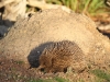 Another view of the Echidna