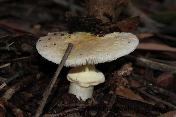A member of the Agaricus genus I think.  Approach with caution!