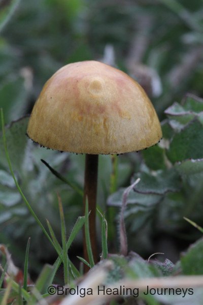 Gold-top mushroom. This may be the famous mind-altering species.