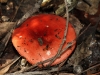 A member of the Russula genus I think.