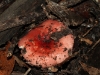 A member of the Russula genus I think.