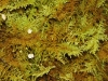 Tiny fungi in moss.