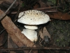 A member of the Agaricus genus I think.  Approach with caution!