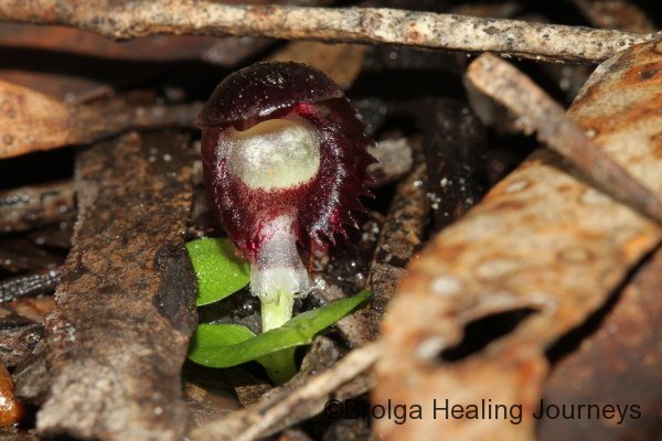 Veined Helmet Orchid (Corybas dilatatus).  This tiny orchid is abundant on the moist forest floor beneath the Sugar Gums.