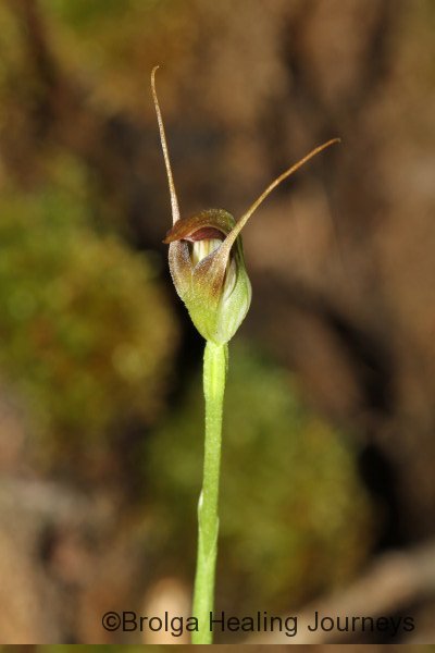 Maroon Greenhood Orchid (Pterostylis pedunculata) I think.  Quite a sight emerging from the moist forest floor.