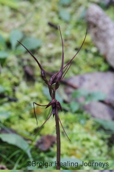 Our most common orchid, the Mayfly Orchid (Acianthus caudatus), named because of its insect resemblance.  The flowewr stalk emerges up from a heart-shaped leaf.  A bugger to photograph in the poor light of the forest floor!