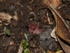 As yet unidentified orchid emerges from the forest floor.