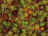 Close-up of moss.
