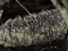 Lichen covered Banksia cone
