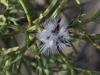 Cone Bush (Isopogon) in seed