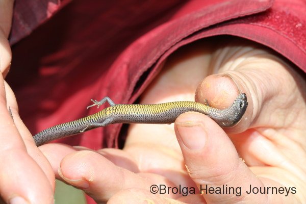 Four-toed Earless Skink (Hemiergis peronii) with its lovely yellow underside.  For those of you 'in the know', Nirbeeja didn't hold the skink upside down for very long.