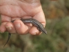 Three-Lined Skink (Acristoscincus duperreyi), our first reptile!