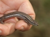 Close-up of the Three Lined Skink