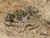 Another view of the Common Froglet
