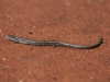 Skink. Yet to be identified!