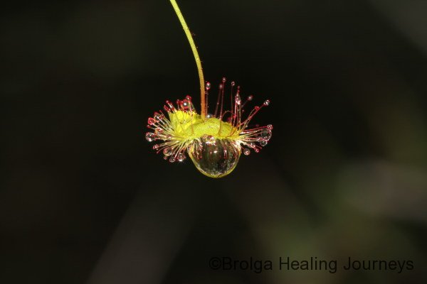 A Climbing Sundew (Drosera macrantha) holds onto a raindrop.