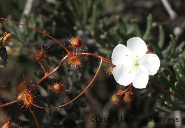 A Climbing Sundew (Drosera macrantha) in flower.