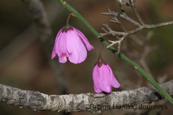 Leafless Pink-bells (Tetratheca halmaturina) widespread across our mallee and heath in late winter.