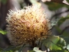 The flower of the Desert Banksia (Banksia ornata)
