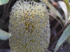 Another Desert Banksia flower.